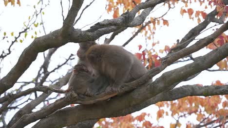 Bebé-Nihonzaru-Bebiendo-Madre-Macacos-Leche-En-árbol-De-Otoño