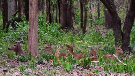 El-Ciervo-Del-Campo-Es-Una-Especie-En-Peligro-De-Extinción-Debido-A-La-Pérdida-De-Hábitat-Y-La-Caza