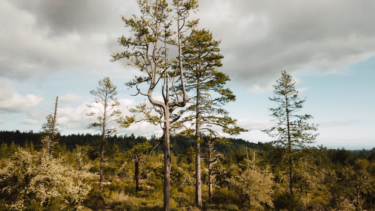 Una lenta panoramica cinematografica degli alberi della foresta nella Contea di Santa Cruz in California.