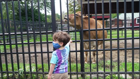 kid with facemask feeding a cow during covid pandemic