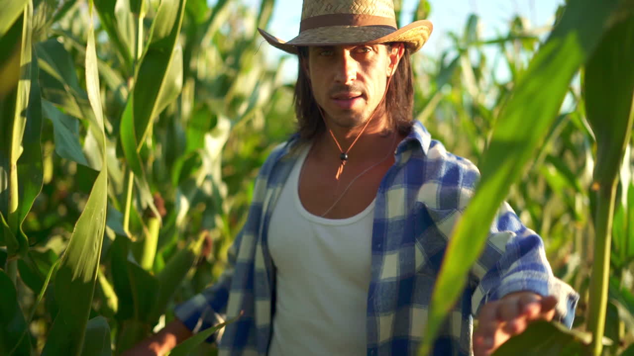 Man Walking Through a Cornfield