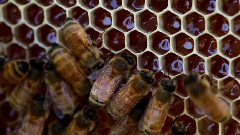 Abejas-Haciendo-Miel-En-La-Colmena