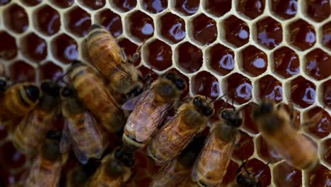 bees making honey in the hive