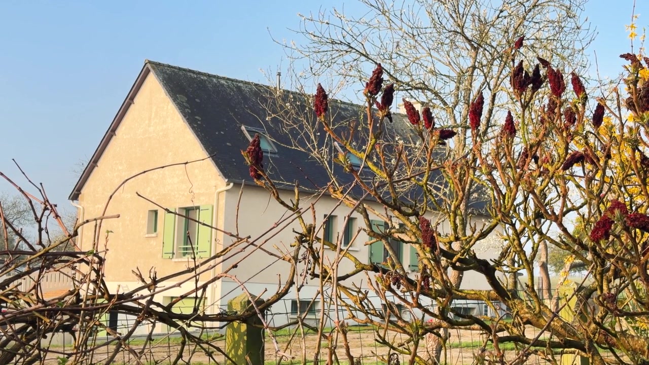 Typisch Noord-Frans dorpshuis achter sumak takken op een zonnige dag.