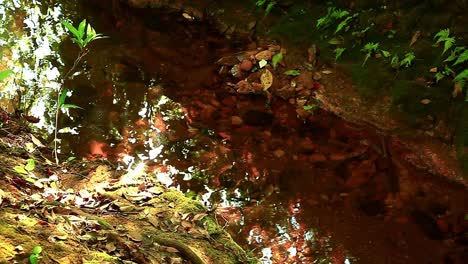 shallow river in jungle with rocks on riverbed