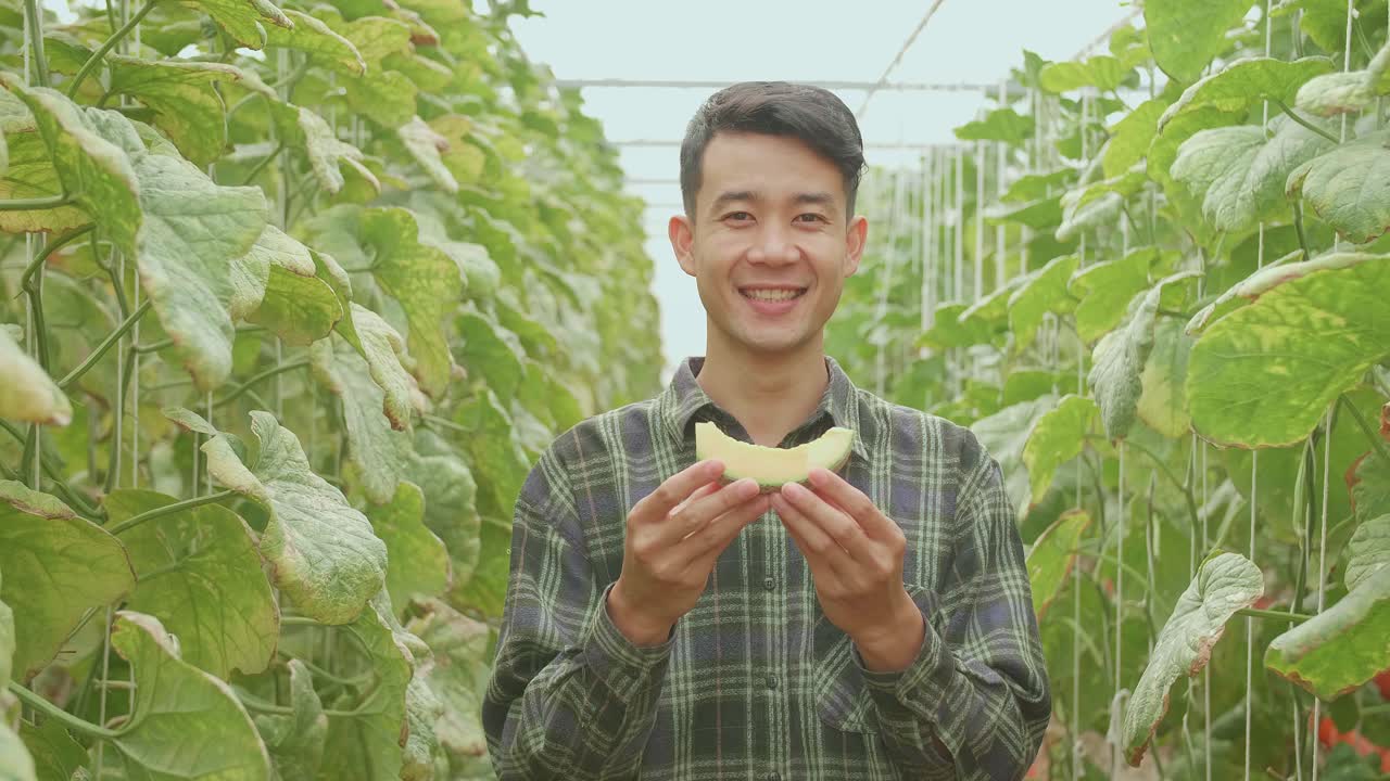 Asian Man Eating Melon In Green House Of Melon Farm