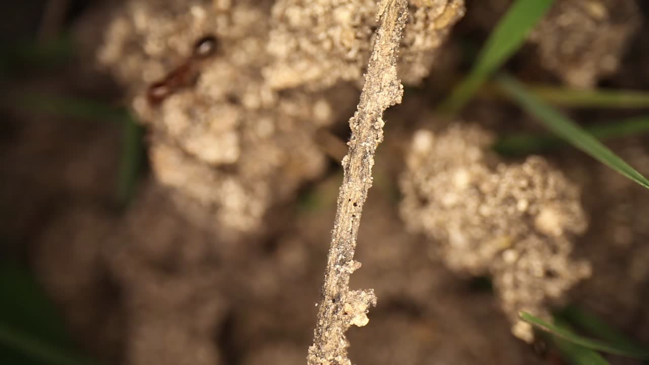 Extreme closeup of a dead piece of grass,as fire ants walk across it bridging the gap between broken dirt in their disturbed mound. Using a wide angle macro probe lens, getting unique perspectives.