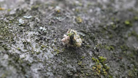 a lacewing larva covered in lichens to camouflage against its predators and prey