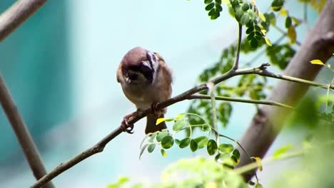 Typical-tiny-sparrow-takes-a-break-on-a-tree-branch-in-Cebu,-Philippines