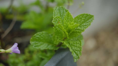 大型近距離拍攝的薄荷葉綠色在<unk>花園