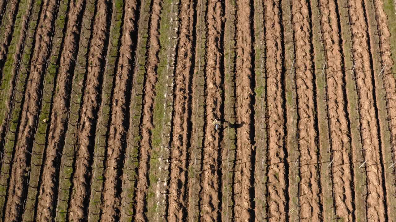 한 여자 가 빛 이 있는 날 에 포도 농장 의 줄 을 따라 건조 한 땅 에서 고 있다