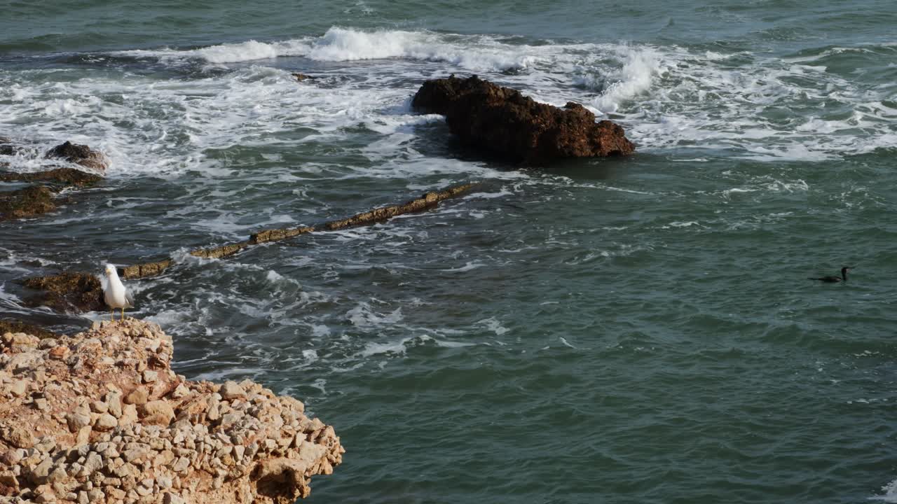 Gabbiano e Cormorano che si godono una soleggiata giornata invernale. Cala Les Rotes, Denia, Spagna.