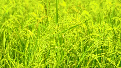 up close bright green rice paddy field gently moving in gentle wind