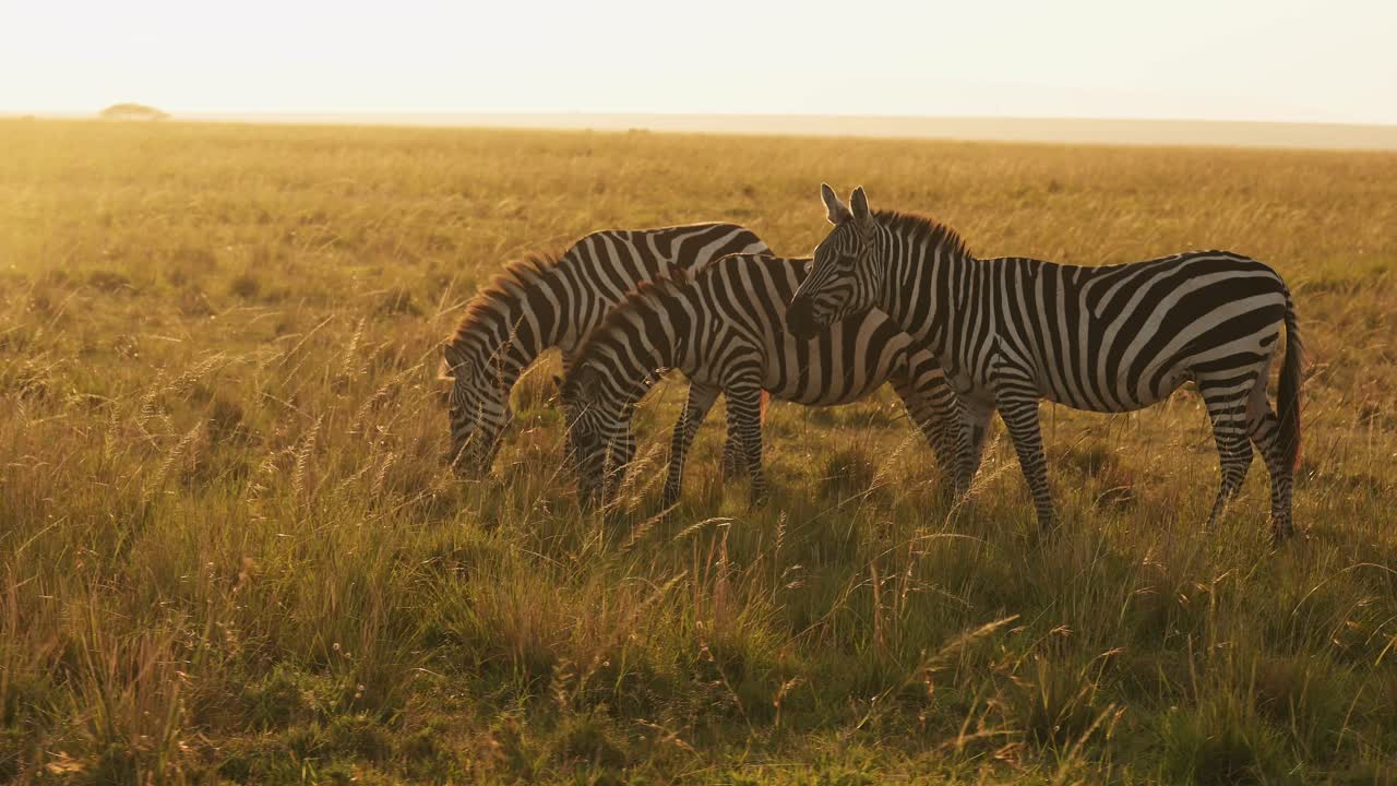 Slowmotion af afrikanske vilde dyr, zebrahjord græsser på savannen i Afrika under en afrikansk safari i Masai Mara i Kenya, smukt sollys ved solopgang i den gyldne time, panorerende optagelse.