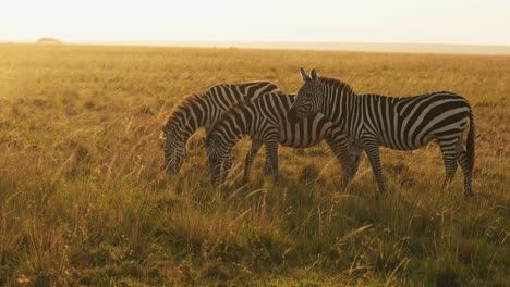 Slow-Motion-of-Africa-Wildlife-Animals,-Zebra-Herd-Grazing-Savannah-in-Africa-on-African-Safari-in-Masai-Mara-in-Kenya-at-Maasai-Mara,-Beautiful-Golden-Hour-Sunrise-Sun-Light,-Panning-Shot