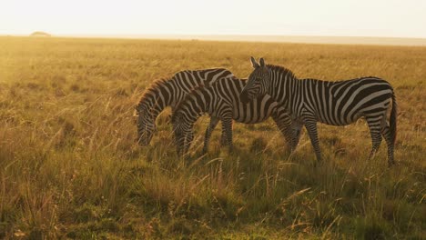 cámara lenta de áfrica animales salvajes, manada de cebras pastando en la sabana de áfrica en un safari africano en masai mara en kenia en masai mara, hermosa hora dorada amanecer luz del sol, toma panorámica