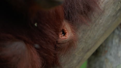 orangutan closeup