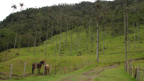 caballos en el campo detrás de la valla vieja en el camino viejo en el valle de cocora