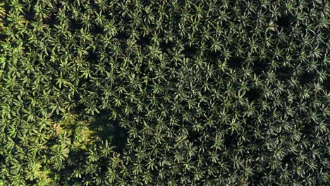 aerial drone view of palm oil tree plantation in north sumatra indonesia birds eye view bukit lawang