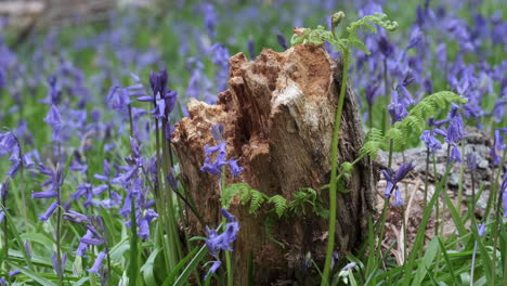 delicate spring bluebell flowers in full bloom on the floor of an english forest, warwickshire, uk