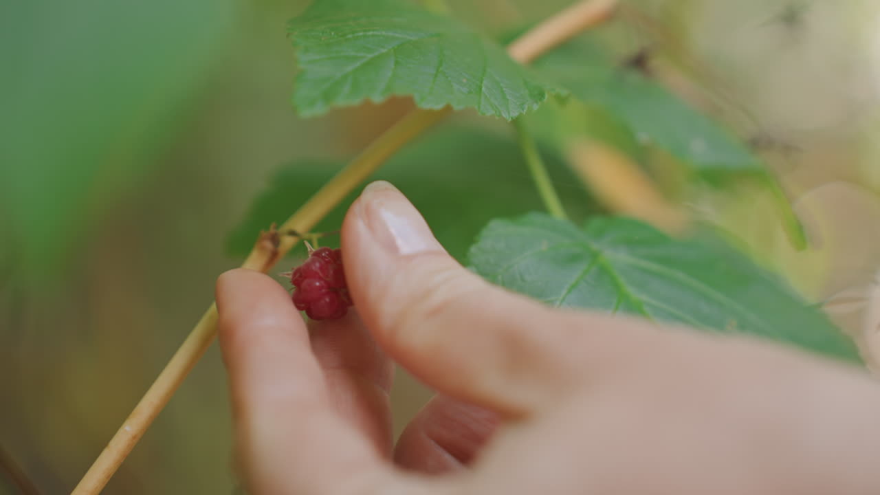 Hand picking wild raspberry during camping, closeup of delicate red berry hanging from twig, gentle fingertips pluck ripe fruit, green leaves and blurred forest background, serene summer foraging
