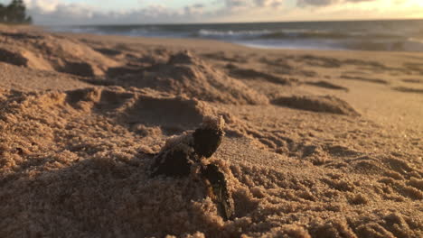 sea turtle tiny hatchling leaving nest burried in sand with the sea on the background on a beautiful morning