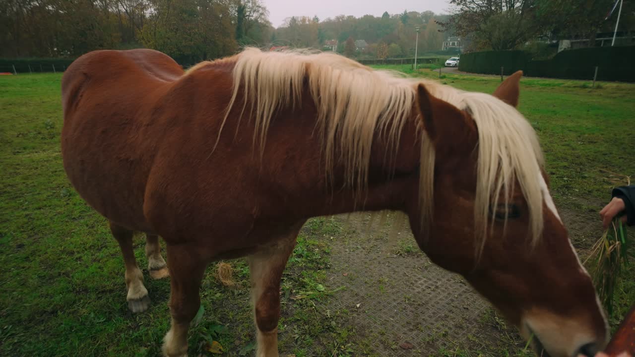 Brown Horse with Blonde Mane Being Hand-Fed in a Pasture