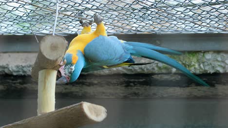 el guacamayo azul y amarillo colgando al revés