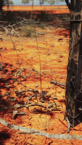 red dirt and a fence in the australian bush