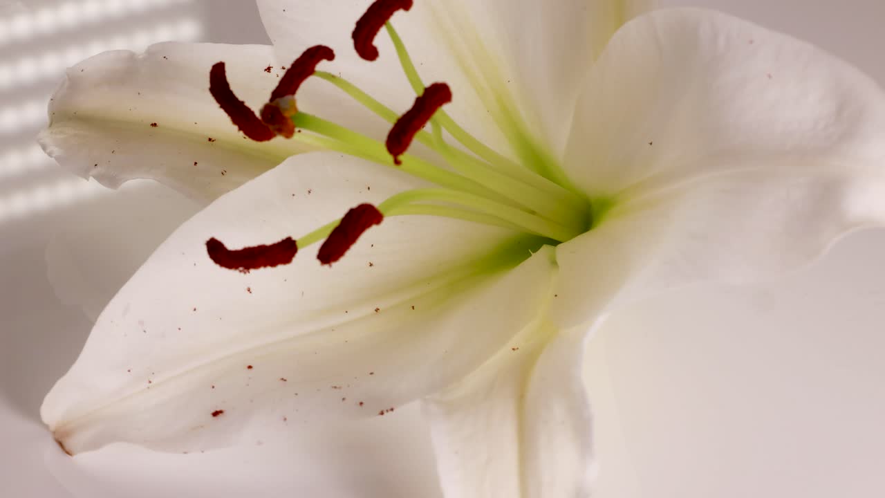A white lily flower rotates gracefully, showcasing its delicate petals and vibrant stamens under soft lighting