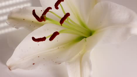 a white lily flower rotates gracefully, showcasing its delicate petals and vibrant stamens under soft lighting