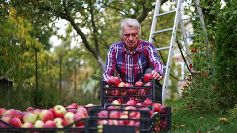 farmer looking over the picked ripe apples from a garden. preparing the fruit for storage in winter season.