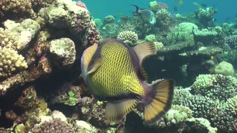 moustache triggerfish swimming on coral reef in the red sea