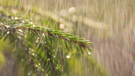 rain on a sunny day. close-up of rain on the background of an evergreen spruce branch.