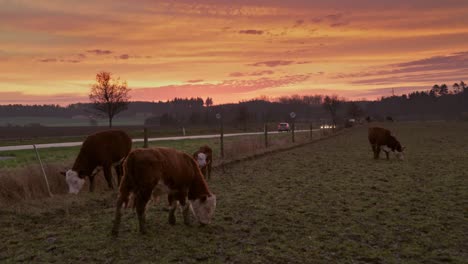 Ganado-Y-Caballos-En-Un-Campo-Y-Amanecer-O-Atardecer