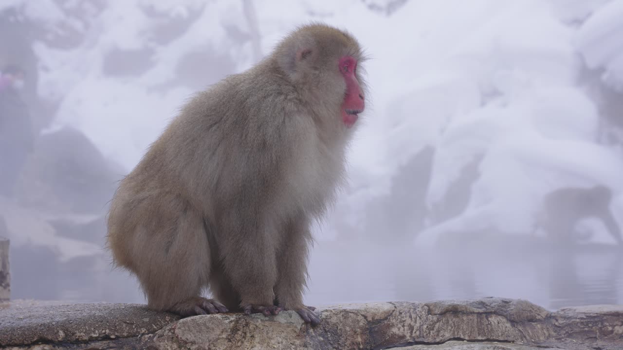 macaco japonés en piscinas geotérmicas, jigokudani, nagano japón