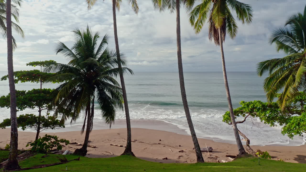 subiendo una toma aérea de palmeras en una playa desierta y un mar ondulado en tambor, costa rica