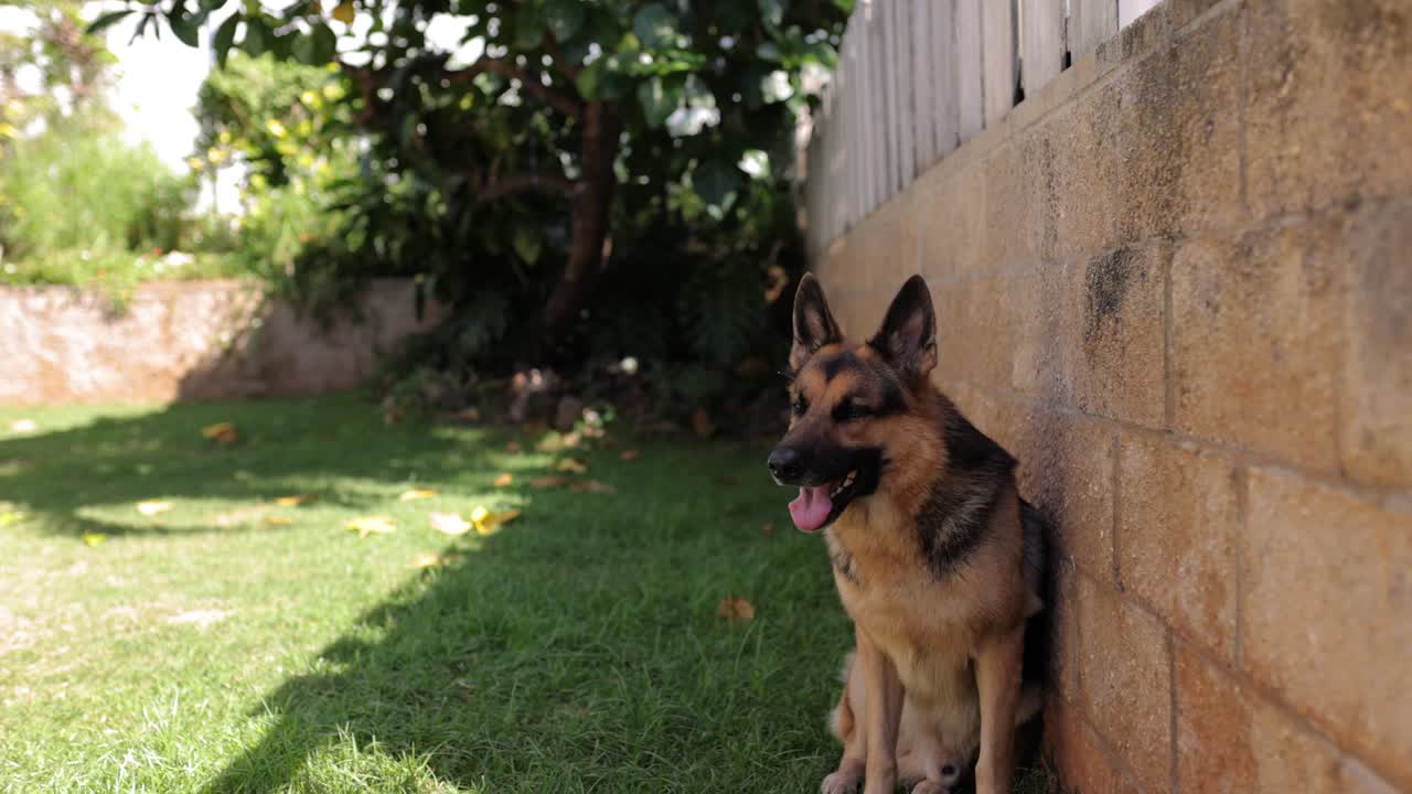 joven pastor alemán descansando a la sombra del patio trasero en un caluroso día soleado