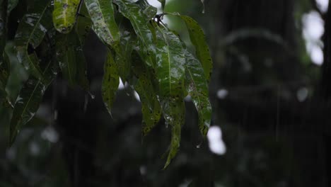 Gotas-De-Lluvia-Sobre-Las-Hojas-De-Las-Plantas,-Primer-Plano