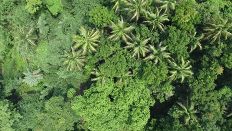 Aerial-view-shot-of-deep-green-forest