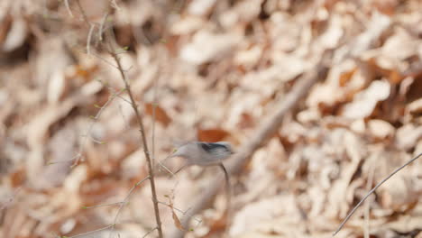 long-tailed tit or bushtit perched on bush branch and flies away