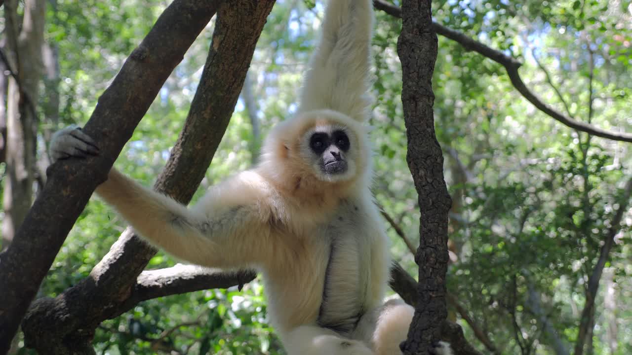 gibón en el bosque_gibón jugando en los árboles_ primate gibón blanco