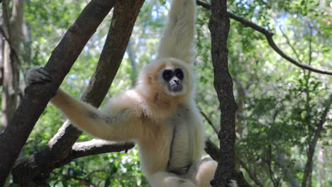 gibbon in forest_gibbon playing in trees_ white gibbon primate