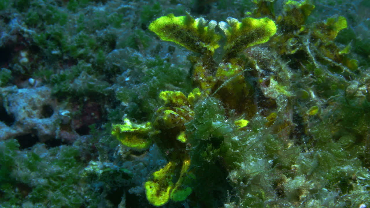 아름다운 노란색 코소는 바다의 높은 해조류 사이에서 믿을 수 없을 정도로 잘 위장되어 있습니다.