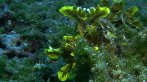 a beautiful yellow rhinopias incredibly well camouflaged among the ocean's tall algea