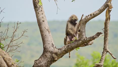 Toma-En-Cámara-Lenta-De-Un-Babuino-Sentado-En-La-Rama-De-Un-árbol-En-El-Masai-Mara,-Hábitat-Natural-De-La-Vida-Silvestre-Africana-En-La-Reserva-Nacional-De-Masai-Mara-Intacta-Por-Los-Humanos,-Kenia,-Animales-De-Safari-Africanos