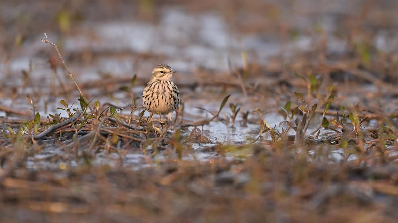A cinematic view of a wild Rosy Pipit navigating a misty marshland, hunting for invertebrates among the reeds and silt