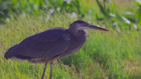 una gran garza azul vigila la marisma en un día ventoso