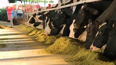 distant footage of cows feeding in barn in sunlight