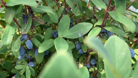 numerous ripe haskap berries behind fleshy leafs of a blueberry bush